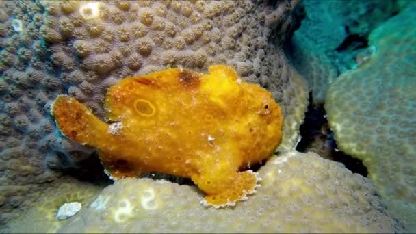 Pierres Jaunes Synanceia Verrucosa Sur Polype Corallien Gros Plan — Video