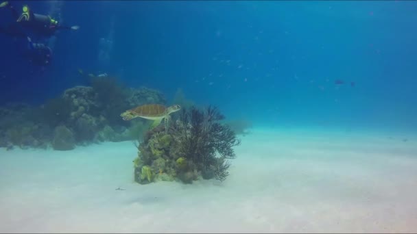 Uma Tartaruga Marinha Nada Perto Fundo Mar Grupo Bastidores Mergulhadores — Vídeo de Stock