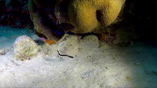 一个大刀鱼 珊瑚礁底部的热带小鱼 — 图库视频影像