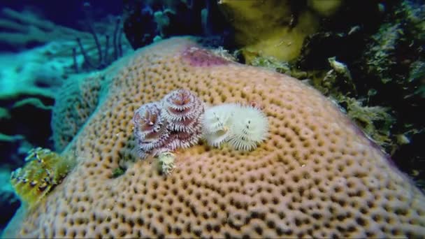 Christmas Tree Worm Brain Coral Close — Stock Video