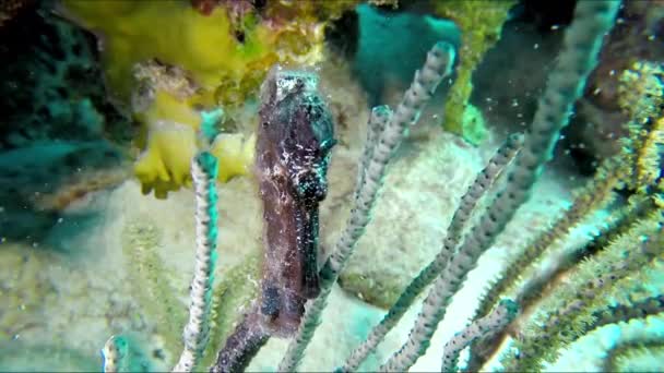 Black Seahorse Hippocampus Javanicus White Seahorse Hippocampus Whitei — Stock Video