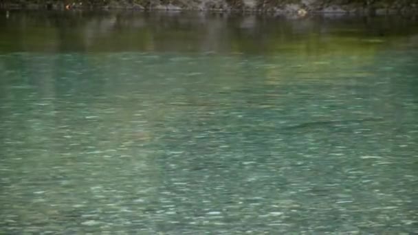 山河里的一条大鳟鱼的影子 清澈的小河 河流的一部分 水流平静 — 图库视频影像