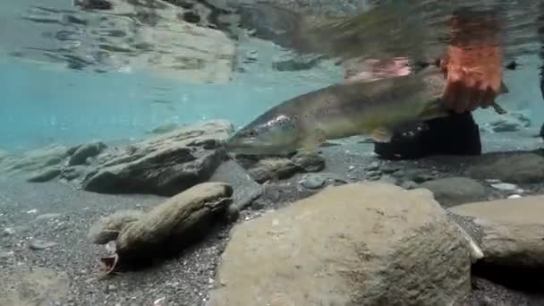 Pêche Mouche Truite Dans Rivière Montagne Été Pêcheur Combinaison Imperméable — Video