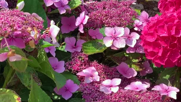 Bumble Bee Mozgó Körül Csipke Sapka Hydrangeas Lassított Mozgás — Stock videók