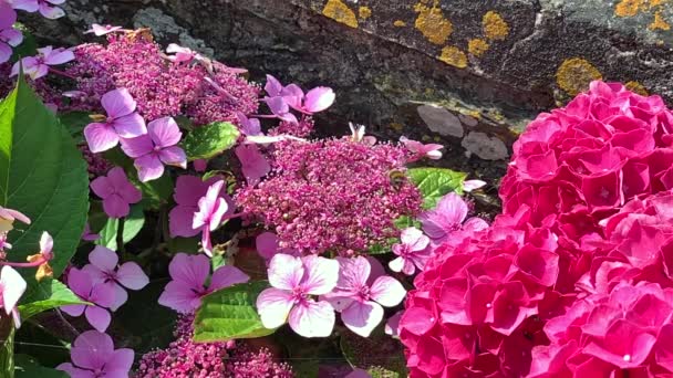 Bumble Bee Flying Out Frame Lace Cap Hydrangeas Slow Motion — Stock video