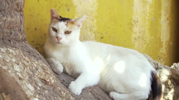 Bílá Kočka Odpočívá Stromě Před Žlutou Stěnou Vypadá Unaveně — Stock video