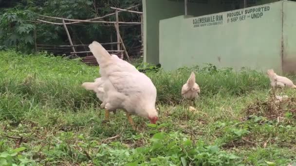 Podekscytowane Kurczaki Stanie Osun Nigeria Bawiące Się Dużym Osiedlu Rolniczym — Wideo stockowe