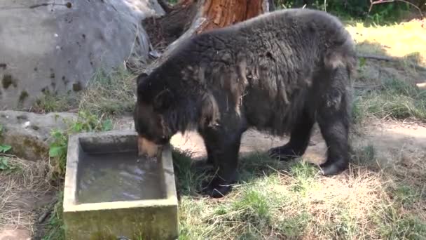 Wideo Amerykańskiego Czarnego Niedźwiedzia Pijącego Wodę Aby Ochłodzić Się Przed — Wideo stockowe