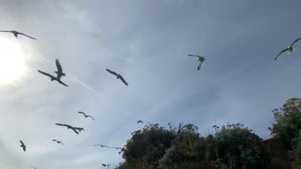 Schwenk Aufnahme Von Möwen Strand Silhouette Mit Sommersonne — Stockvideo