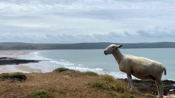 Sheep Bleating Clifftop Com Uma Grande Praia Areia Fundo Câmera — Vídeo de Stock