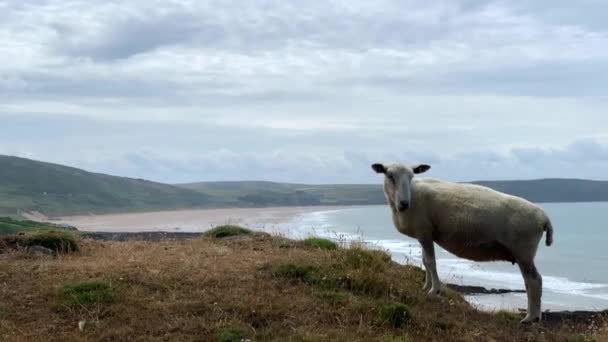 背景に大きな砂浜を持つ犬を通過する羊 — ストック動画