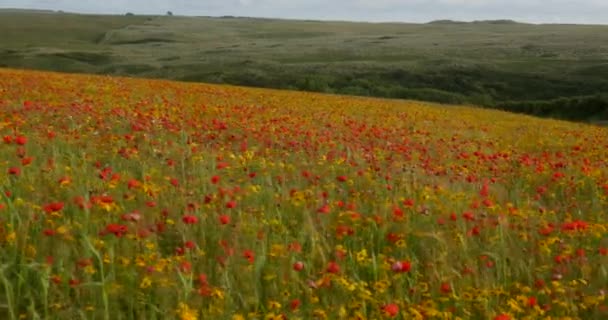 Vista Através Campo Flores Silvestres West Pentire Cornwall Panning Shot — Vídeo de Stock