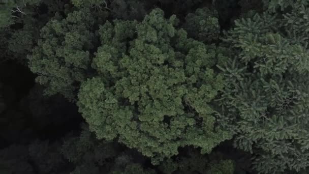 Regenwald Baumspitze Fliegen Über Drohnen Filmmaterial Qualität — Stockvideo