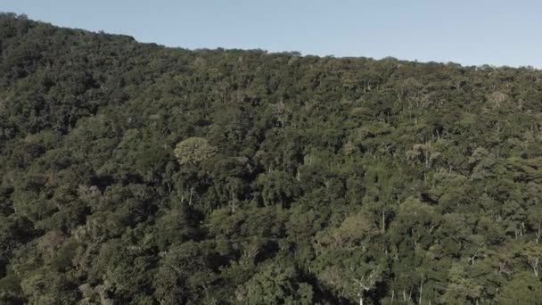 Primer Plano Drone Disparo Denso Bosque — Vídeo de stock