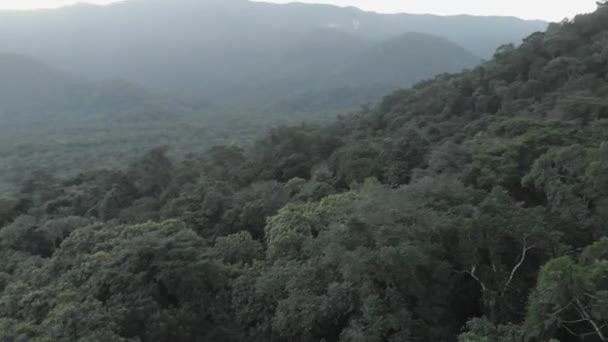 在热带雨林上空快速地从左向右移动 — 图库视频影像