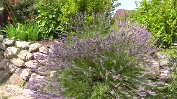 Muitos Zangões Algumas Borboletas São Atraídos Pela Lavanda Roxa — Vídeo de Stock