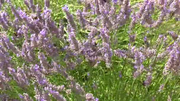 Многих Шмелей Некоторых Бабочек Привлекает Пурпурная Лаванда — стоковое видео