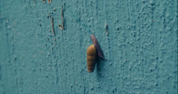 园地蜗牛爬上绿墙 — 图库视频影像