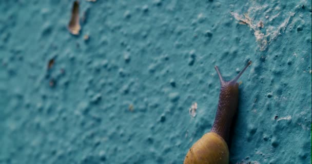 园地蜗牛爬上绿墙 — 图库视频影像