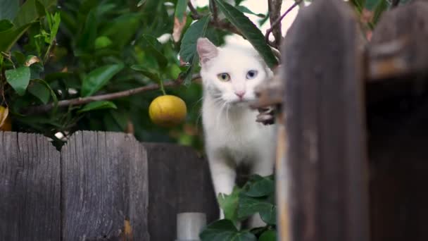 Видео Красивой Альбинос Кошки Гетерохромией Глаза Иридис Рядом Калифорнийским Апельсиновым — стоковое видео