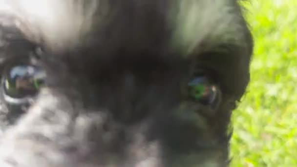 Maltese Miniature Schnauzer 강아지의 극단적으로 가까운 곳에서 렌즈가 초점으로 점프하기 — 비디오