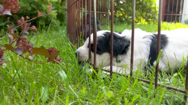 マルタのミニチュアシュノーザー子犬の歯を閉じて 暖かい晴れた日の午後に草の中にいる間にケネルで噛む — ストック動画