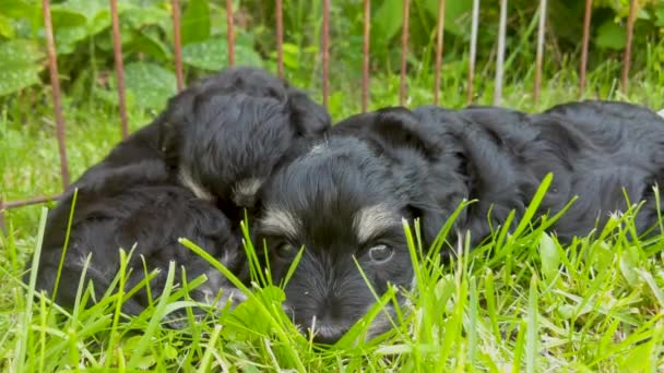 マルタのミニチュアシュノーザーの子犬のまだショットが草の中に横たわっていた — ストック動画