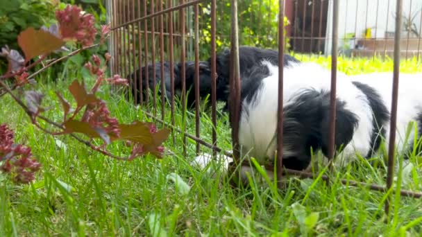 マルタのミニチュアシュノーザー子犬の歯を閉じて 暖かい晴れた日の午後に草の中にいる間にケネルで噛む — ストック動画
