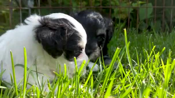 Gros Plan Chiots Schnauzer Miniatures Maltais Battant Pour Une Feuille — Video