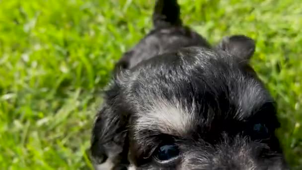 Maltese Miniatuur Schnauzer Puppy Springt Opgewonden Het Gras Een Zonnige — Stockvideo