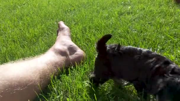 Cachorro Miniatura Maltés Schnauzer Luchando Por Trepar Sobre Pierna Hombre — Vídeo de stock