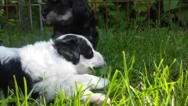 遅いパンアップのマルタミニチュアシュノーザー子犬の再生で新鮮なカット草で晴れた日の午後 — ストック動画