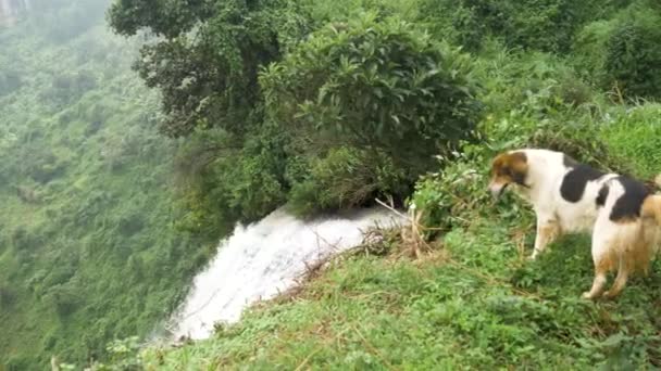 Perro Local Blanco Negro Mira Sobre Borde Una Cascada Uganda — Vídeos de Stock