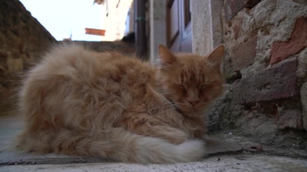 イタリアの古い村の午後の睡眠からゆっくりと目が覚めている眠い赤い猫 — ストック動画