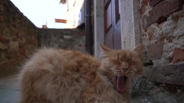 Egy Álmos Vörös Macska Lassan Felébred Délutáni Alvásból Egy Régi — Stock videók