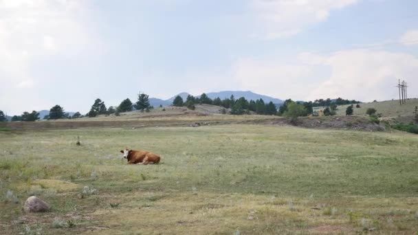 Una Sola Vaca Descansando Campo Colorado — Vídeos de Stock