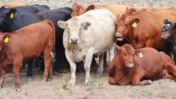 Uma Grande Vaca Branca Fica Meio Resto Manada — Vídeo de Stock