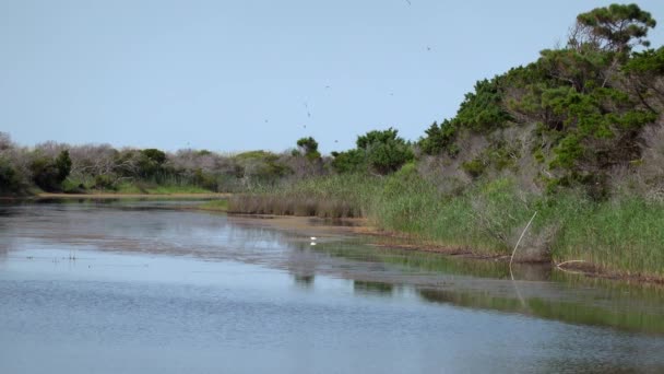 Egret Forages Mokradłach Huntington Beach State Park Ptaki Owady Brzęczą — Wideo stockowe