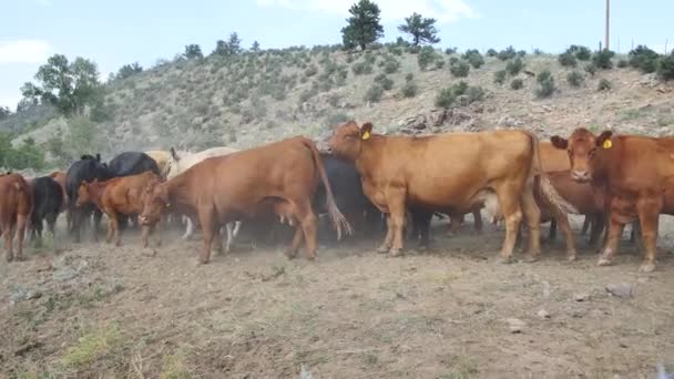 Flock Kor Grupperade Ett Dammigt Torrt Fält Colorado Tjur Ryggen — Stockvideo