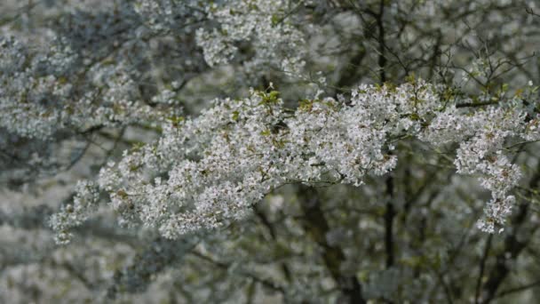 Kersenboom Lente Witte Bloesems Takken Kopieerruimte — Stockvideo