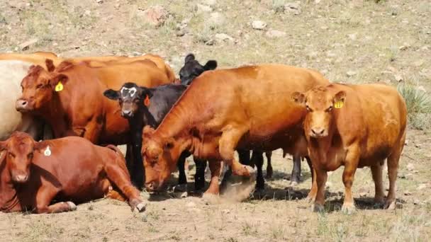 Коровы Стоящие Вместе Пыльном Сухом Поле Колорадо — стоковое видео