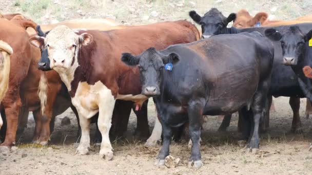 Vacas Pie Juntas Con Moscas Girando Alrededor — Vídeos de Stock