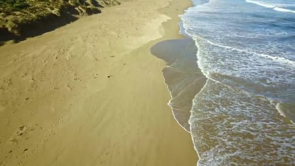 Знімки Безпілотного Дрона Над Хвилями Чорним Собакою Біжить Пляжі Затока — стокове відео
