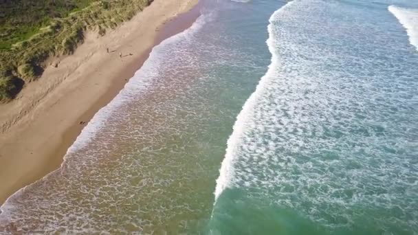 Хвилі Собакою Біжить Вздовж Пляжу Затока Венери Вікторія Австралія — стокове відео