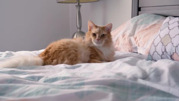 스러운 오렌지 고양이가 침대에 동안움직이는 카메라 — 비디오