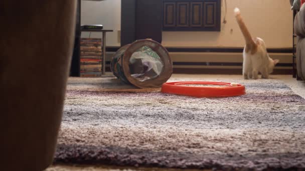 Kitten Chases Mouse Toy Drops Right Front Camera — Stok Video