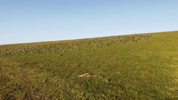 Thousands Wild Geese Walking Dyke North Sea — Stock Video