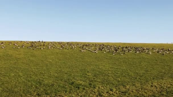 Тысячи Диких Гусей Ходят Лесам Северном Море — стоковое видео