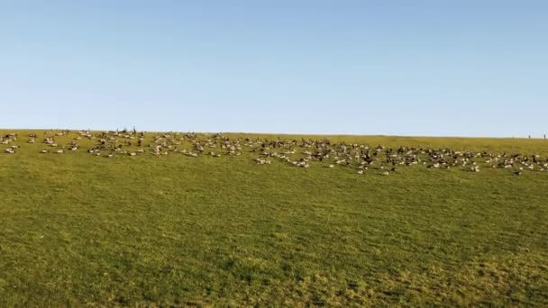 Tausende Wildgänse Auf Einem Deich Der Nordsee — Stockvideo