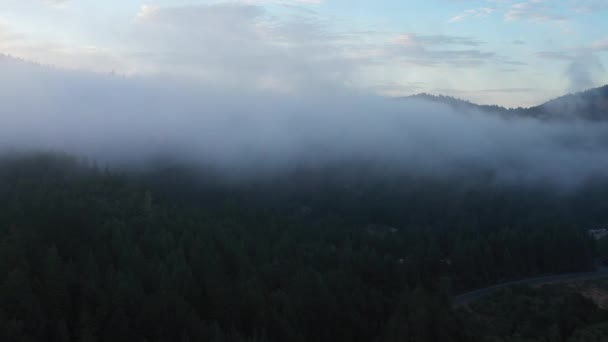 Vista Aerea Con Nebbia Leggera Una Foresta Sequoie Rurali Strada — Video Stock